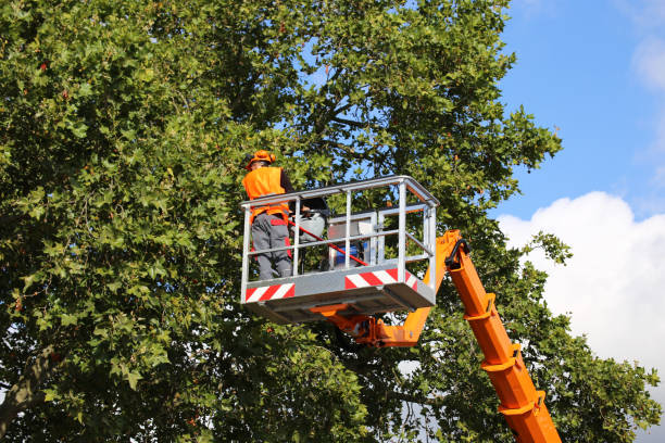 Trusted Springfield, CO Tree Service Experts